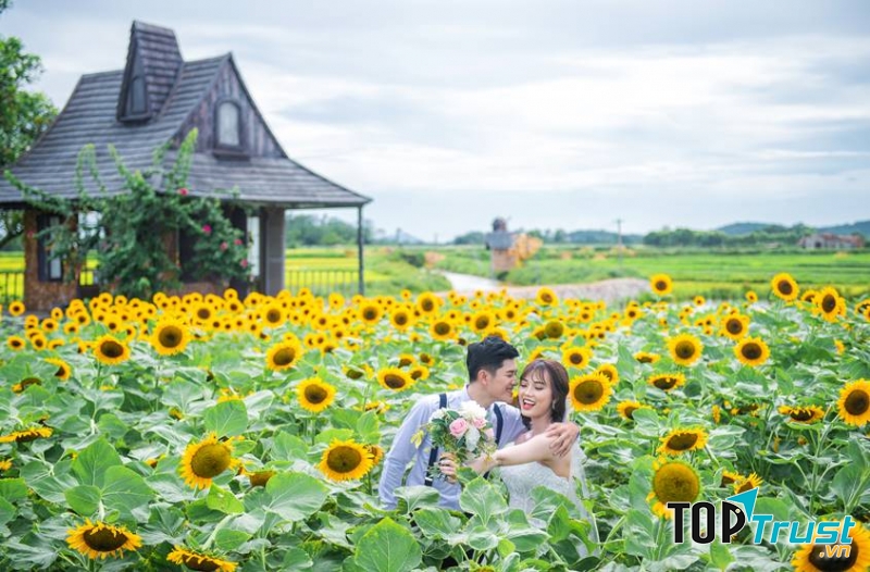 Chụp ảnh cưới tại cánh đồng hoa hướng dương