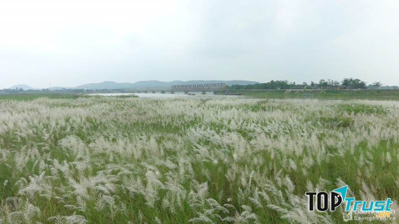 Vẻ đẹp trinh nguyên của cánh đồng lau