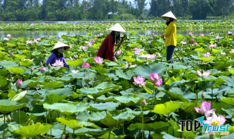 Đồng Tháp nổi tiếng vói những cánh đồng sen