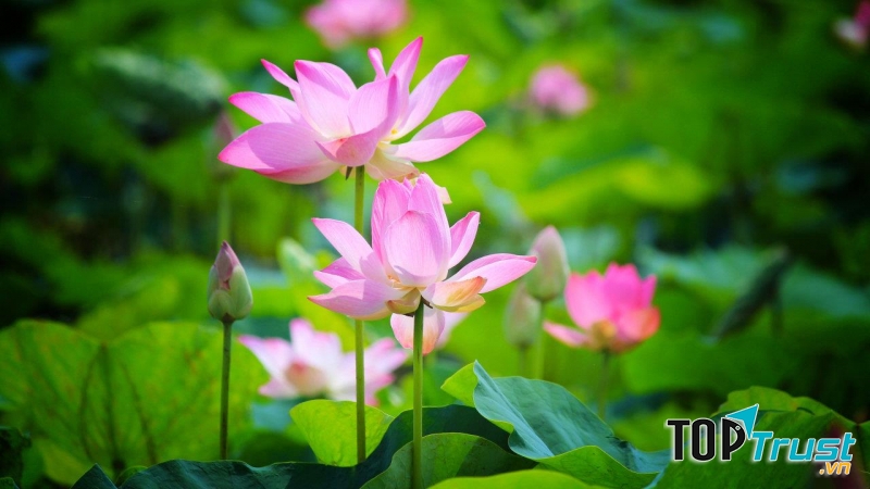 Đồng Tháp