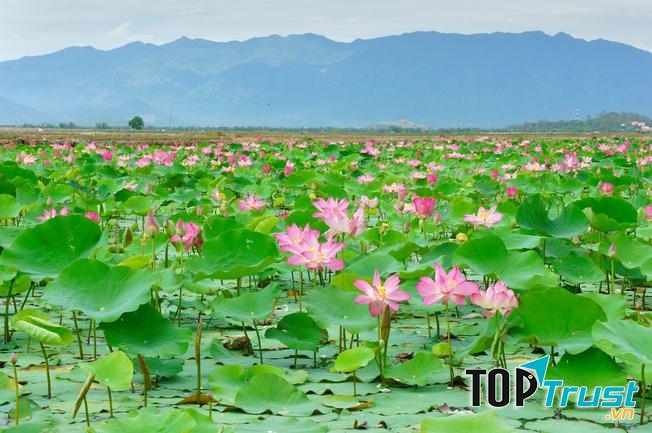 Đồng Tháp