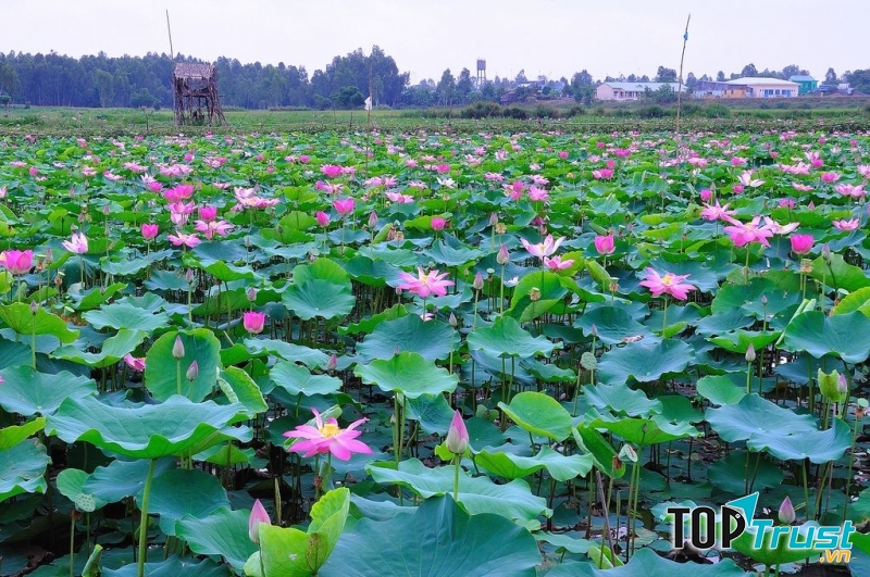 Đồng Tháp Mười