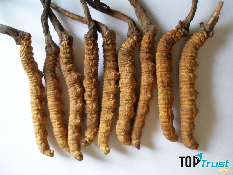 Đông trùng hạ thảo từ lâu đã là thần dược của con người