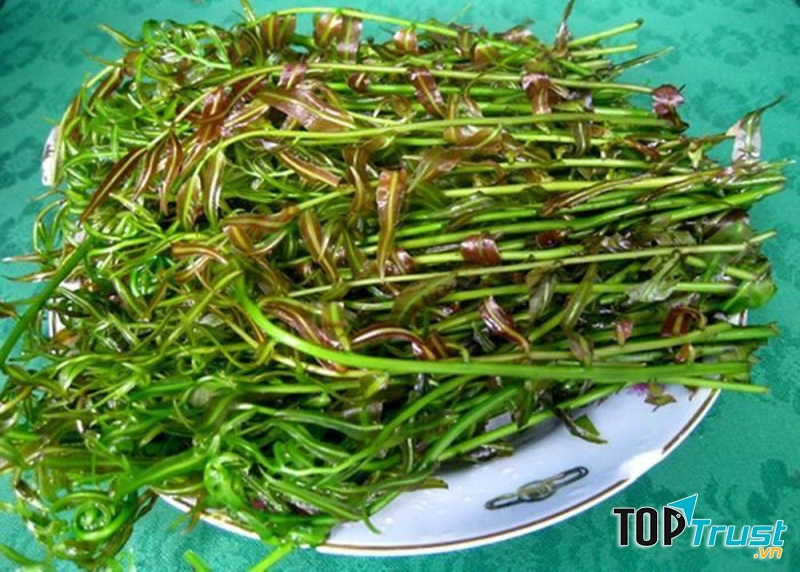Đọt choại Hậu Giang