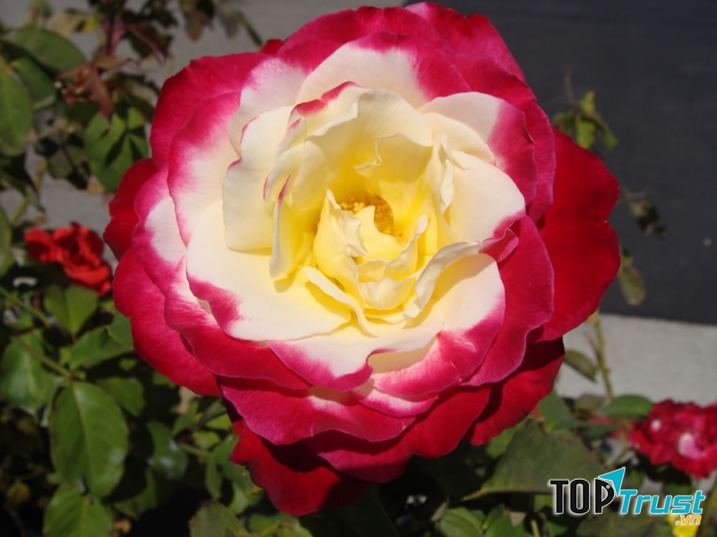 Hoa hồng Double Delight được xem là vua của các loài hoa hồng