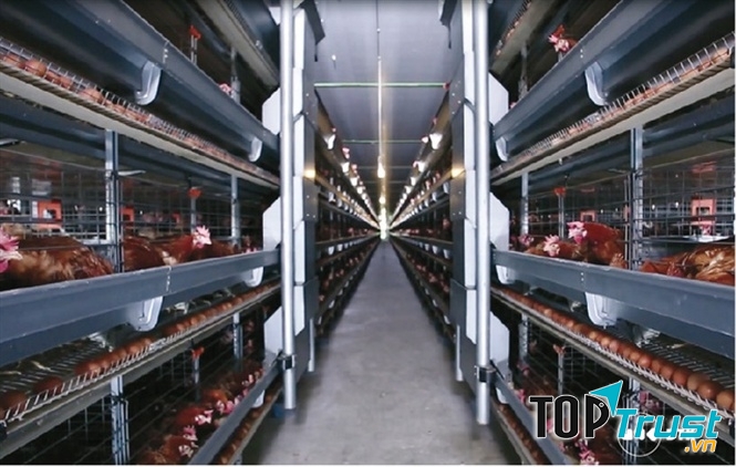 Khu chuồng nuôi Nhà máy sản xuất trứng gà sạch ĐTK Phú Thọ
