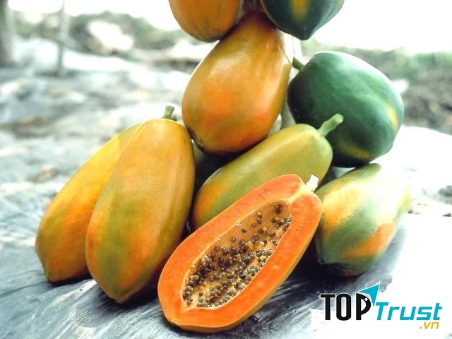Đu đủ đậm tình quê