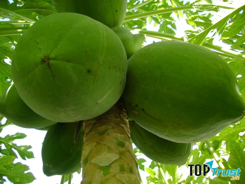 Đu đủ xanh có quá nhiều nhựa không được khuyên dùng trong ba tháng đầu của thai kỳ