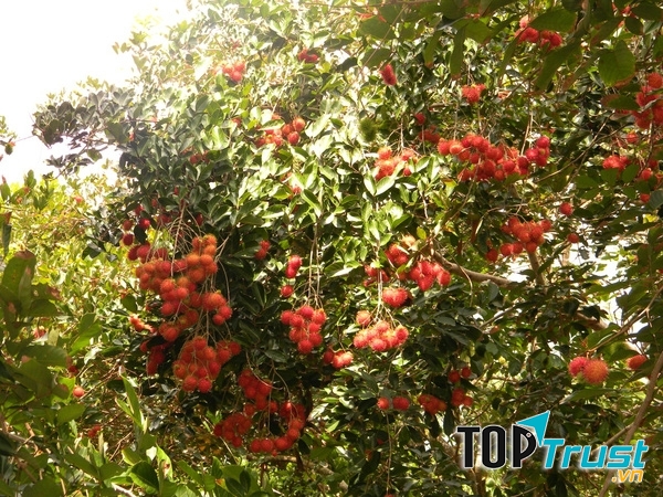 Du lịch miệt vườn Cái Bè