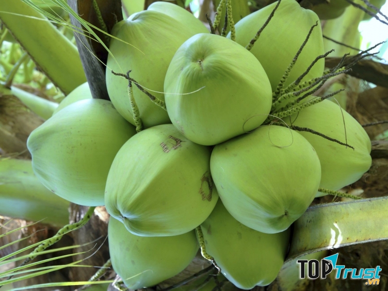 Dừa tươi giúp giảm cân