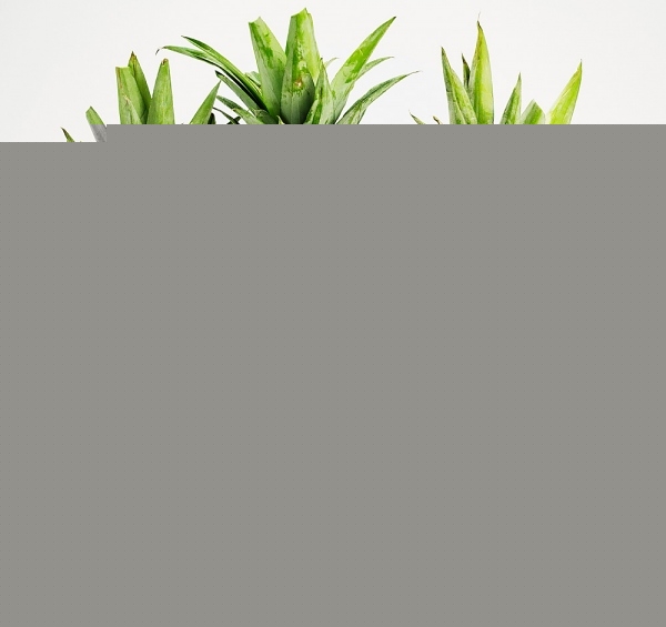 Dứa là một trong những loại trái cây giúp bạn tăng cân nhanh nhất