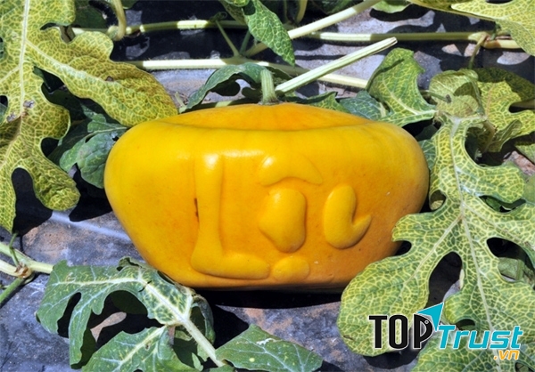 Dưa hấu thỏi vàng