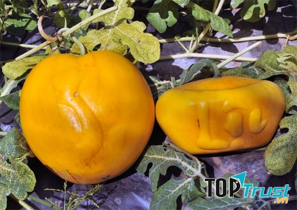 Dưa hấu thỏi vàng