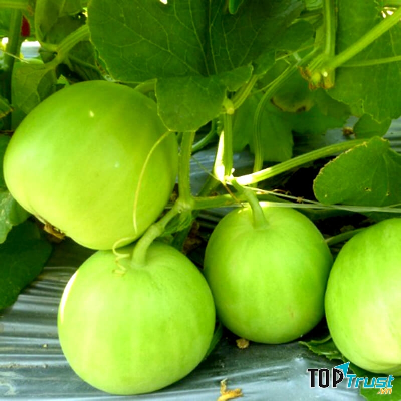 Dưa lê tốt cho người già, trẻ nhỏ và mẹ bầu