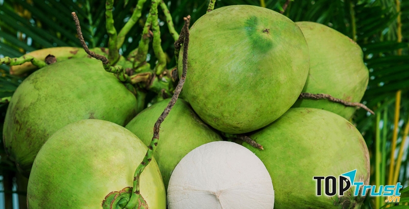 Cocolike là địa chỉ bán sỉ dừa xiêm uy tín