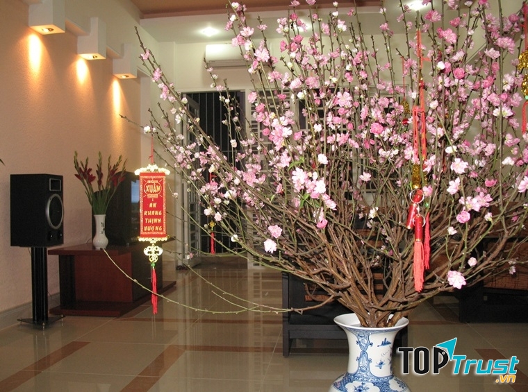 Dùng B1 cho hoa nở đúng dịp