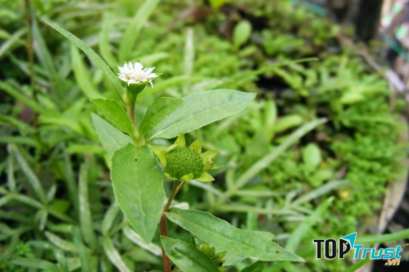 Dùng cây cỏ nhọ nồi hạ sốt cho bé