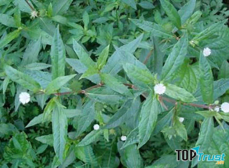 Dùng cây cỏ nhọ nồi hạ sốt cho bé