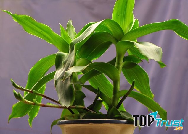 Việc điều trị bệnh nấm móng bằng cây lược vàng sẽ giúp tiêu diệt nấm, viêm nhiễm, đặc biệt là nhờ thành phần có trong lá cây lược vàng có thể giúp làm liền vết thương, tổn thương nhanh hơn