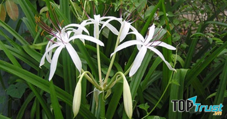 Ảnh minh họa - nguồn internet