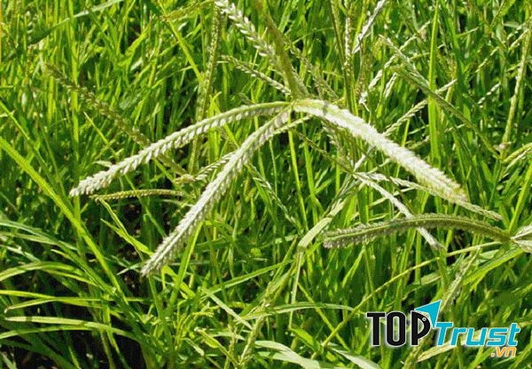 Dùng cỏ mần trầu chữa rụng tóc