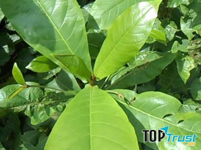 Dùng lá bàng chữa bệnh trĩ [