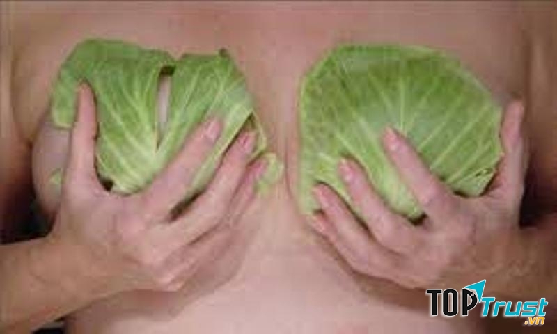 Lá bắp cải trị tắc tia sữa hiệu quả