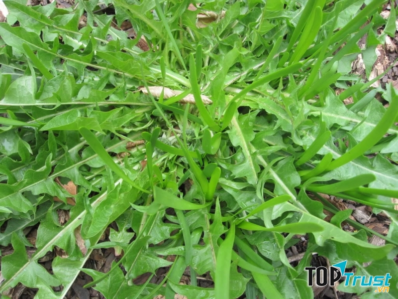 Lá bồ công anh trị tắc tuyến sữa hữu hiệu