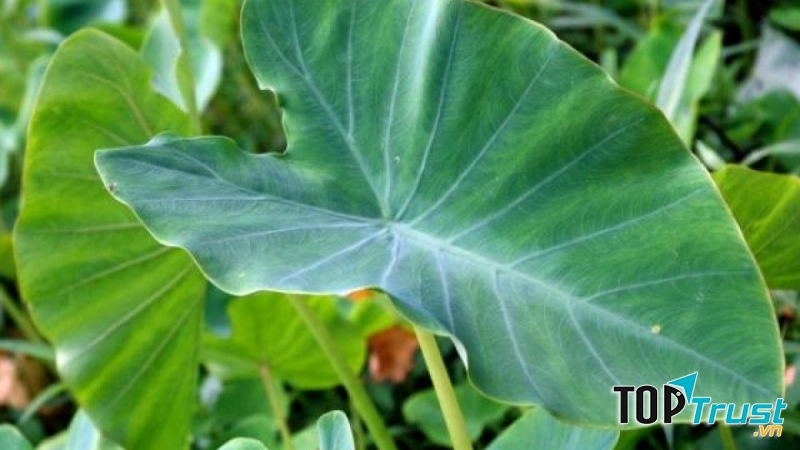 Lá khoai sọ giúp an thai tốt.