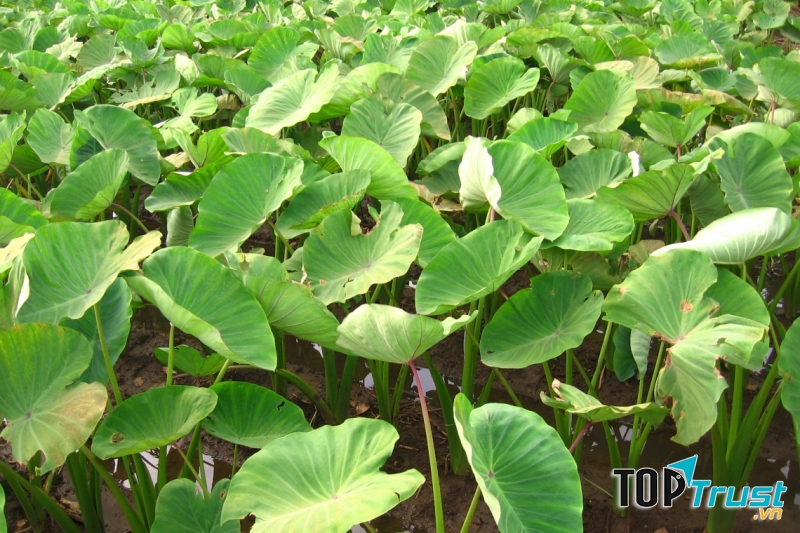 Dùng một nắm lá khoai sọ phơi khô, thái nhỏ sắc cùng với 400ml nước đến khi còn khoảng 100ml thì chia làm hai lần uống