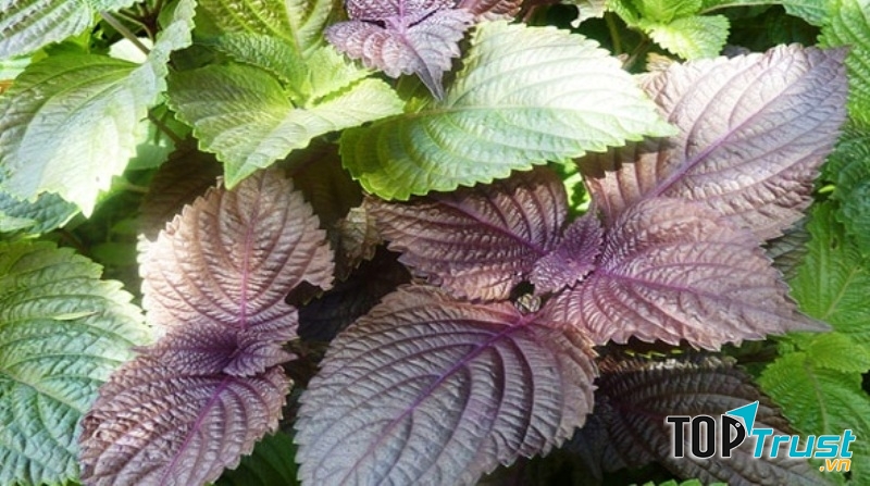 Lá tía tô kết hợp với các vị thuốc khác an thai hiệu quả