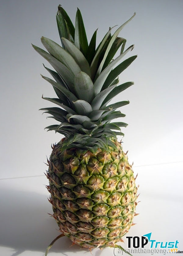 Lá ngọn dứa lấy phần trắng làm món ăn giúp sữa về hiệu quả