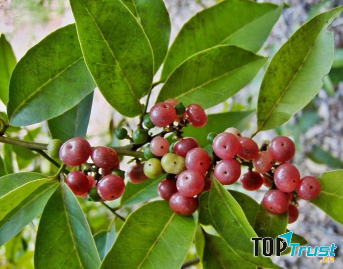 cách chữa phong thấp bằng rễ bưởi bung