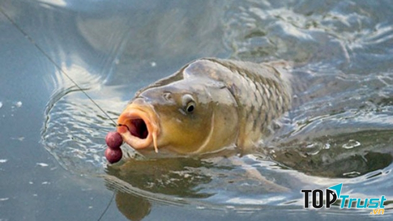 Tỏi làm mồi câu cá