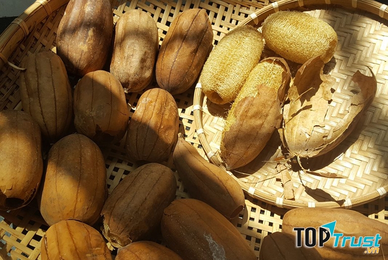 Dùng xơ mướp chữa bệnh trĩ