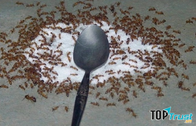 Đuổi côn trùng