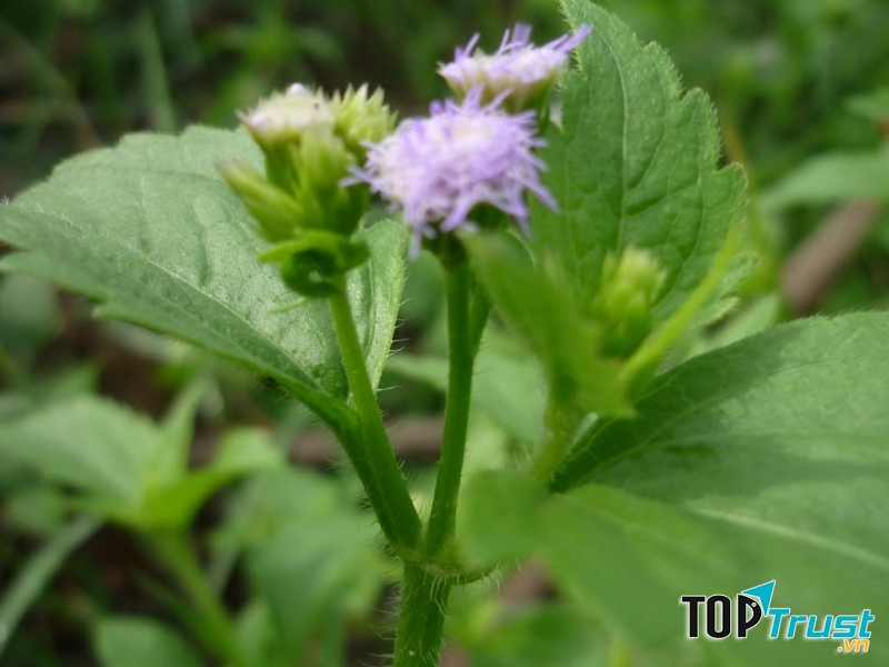 Đuổi muỗi bằng cây hoa xuyến chi, hoa cứt lợn