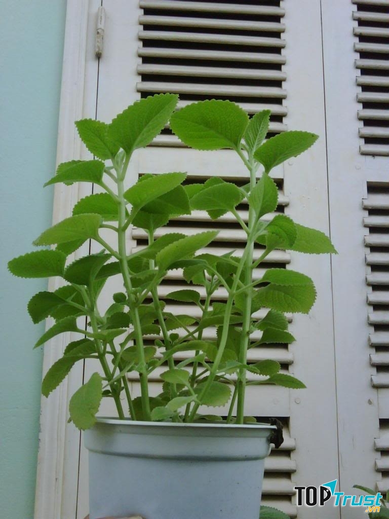 Đuổi muỗi bằng cây húng chanh