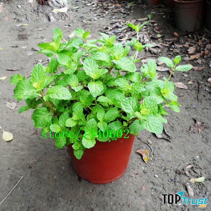 Đuổi muỗi bằng cây Húng lủi (bạc hà)