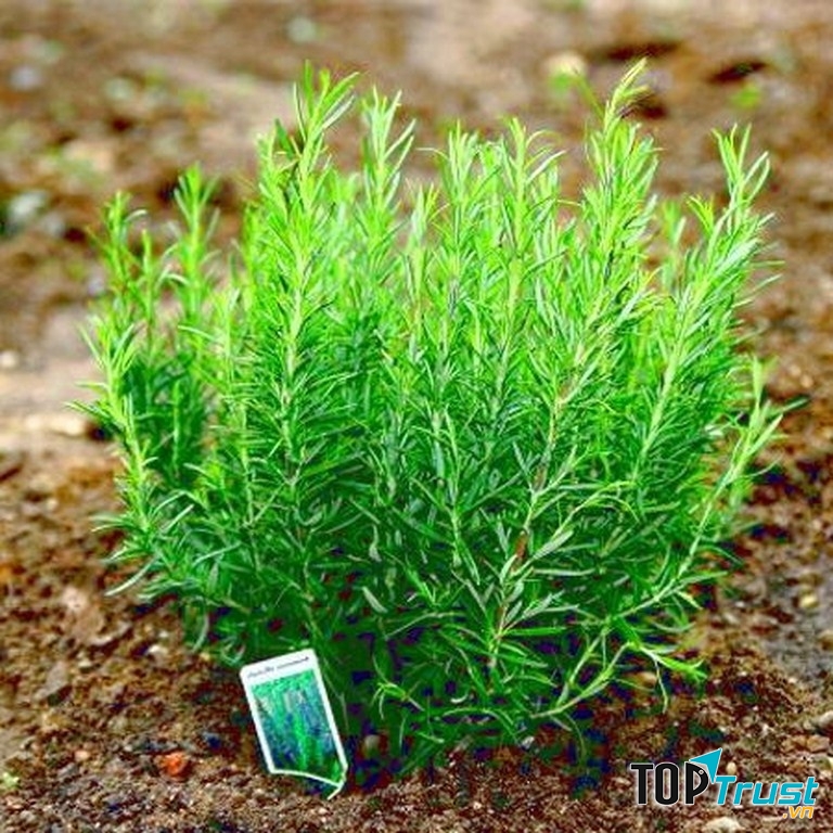 Đuổi muỗi bằng cây hương thảo