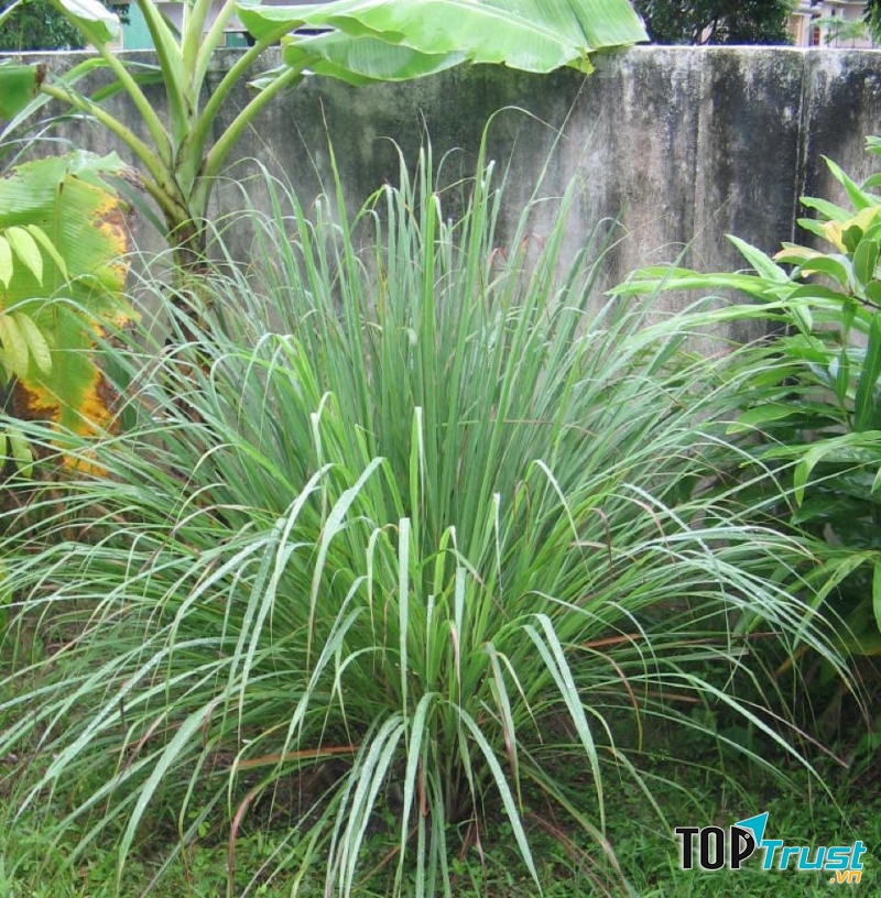 Đuổi muỗi bằng cây sả