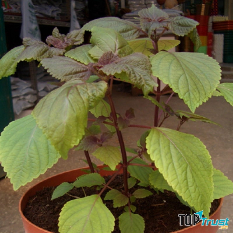 Đuổi muỗi bằng cây tía tô