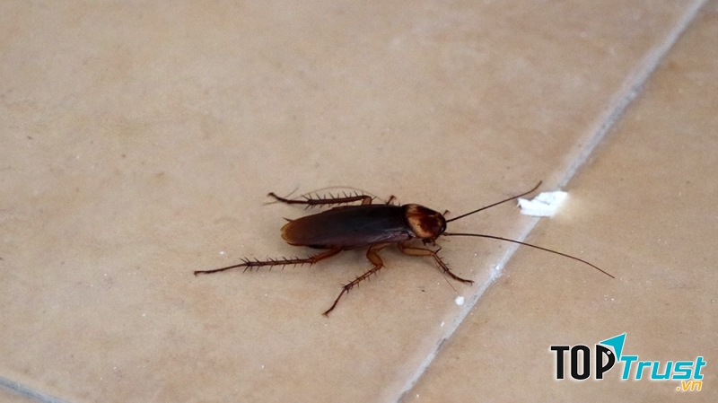 Đuổi gián và rệp