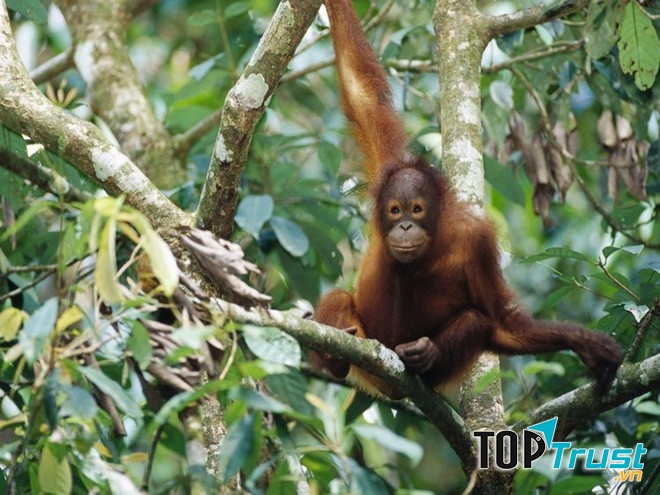 Đười ươi Borneo bao gồm ba nhánh, phân bố ở vùng Tây Bắc, Đông Bắc và trung tâm