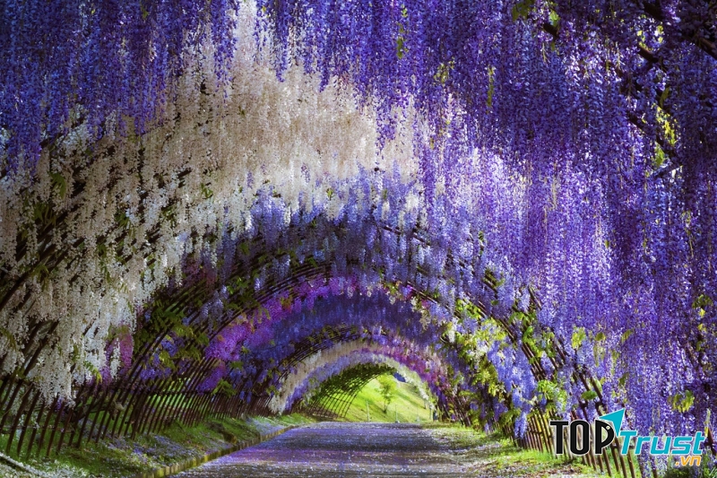 Đường hầm hoa Wisteria, Fukuoka (Nhật Bản)