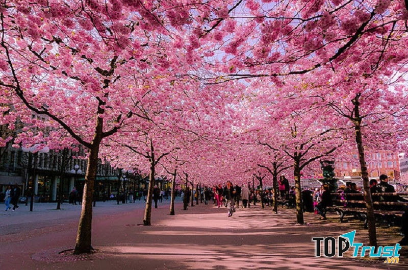 Đường hoa anh đào thành phố Bonn (Đức)