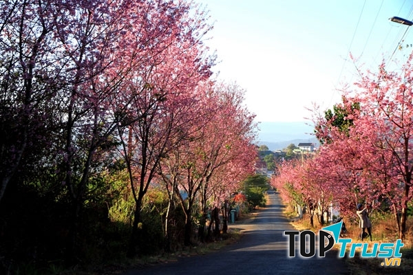 Đường hoa mai anh đào, Đà Lạt