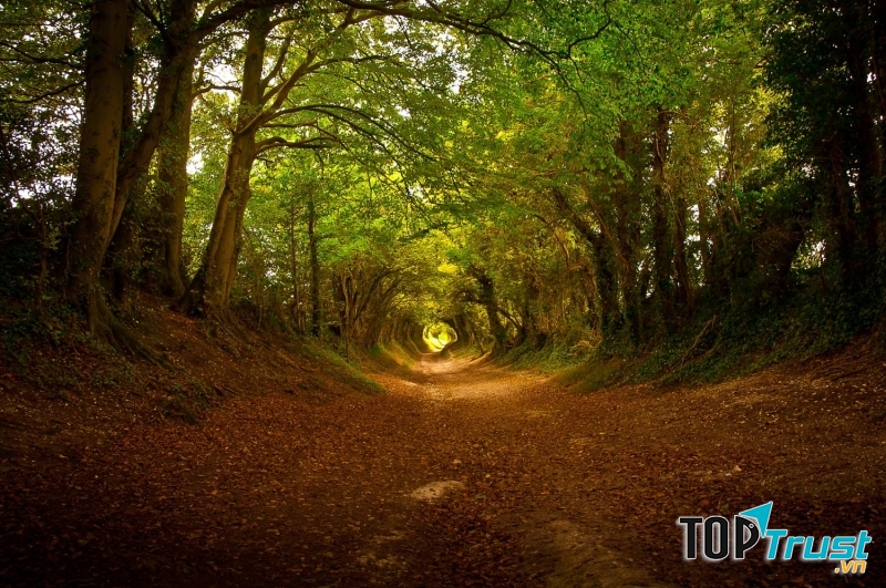 Vào mùa thu, rừng cây chuyển màu càng thêm rực rỡ