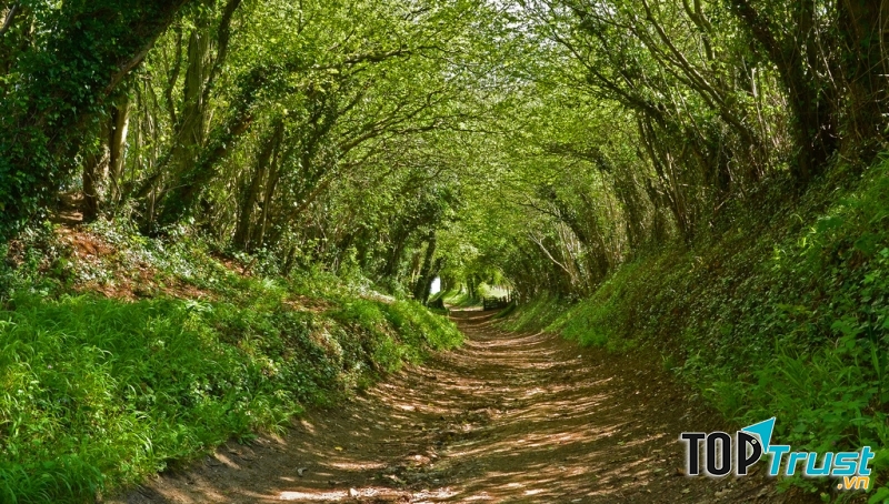 Ánh nắng len lỏi vào từng tán cây