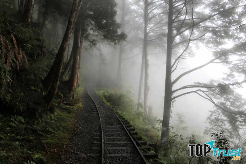 Con đường bao phủ bởi sương sớm